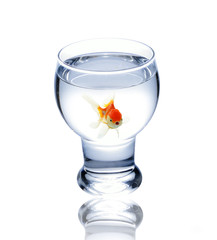 fish in drinking glass