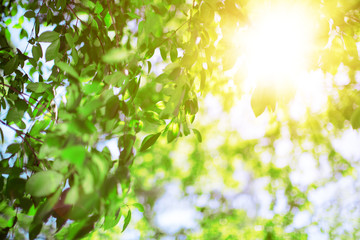 Sun and leaves. Green leaves on a background of blue sky and sun