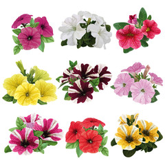 Set of multicolored petunias - obrazy, fototapety, plakaty