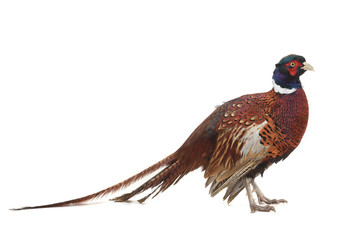 pheasant