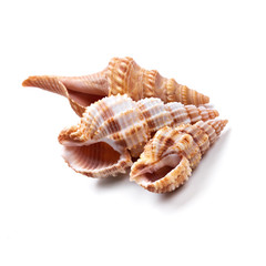 Seashells