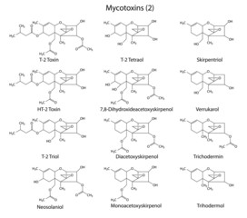 Obraz na płótnie Canvas Structural chemical formulas of A-type mycotoxins