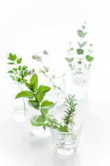 ハーブ　キッチンハーブ