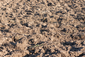 field arable