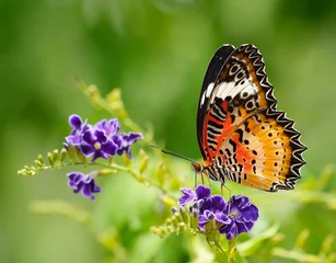 Deurstickers Vlinder Vlinder op een violette bloem