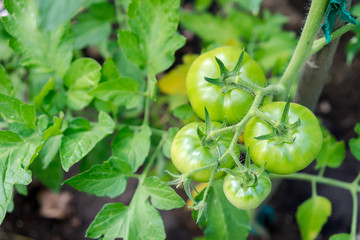 Tomatoes growing in a greenhouse, green tomatoes hanging on a vi