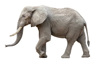 Poster Im Rahmen Elefant vor weißem Hintergrund © eyetronic