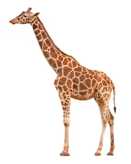 Papier Peint photo Lavable Girafe Girafe devant fond blanc