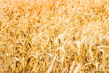 Ear of Wheat Photo with Nature Background