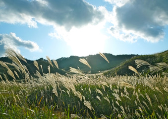 秋　輝く高原　砥峰高原のすすき