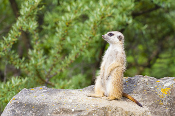 Suricate - Meercat Photo