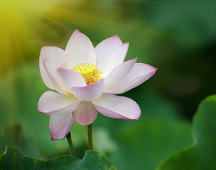 lotus flower blossom