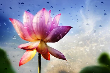 Crédence de cuisine en verre imprimé Nénuphars fleur de lotus