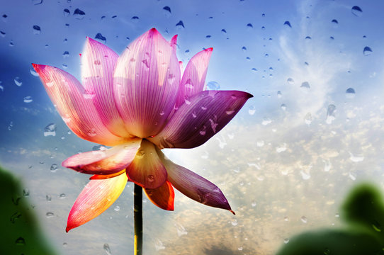 Fototapeta lotus flower blossom