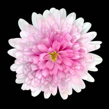 Dahlia Flower pink petals Isolated on Black
