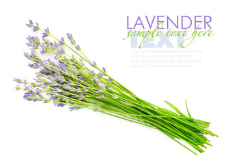 Lavender flowers (Lavandula) on a white background