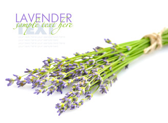 Lavender flowers (Lavandula) on a white background