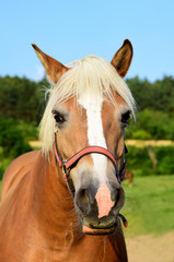 Naklejka premium horse