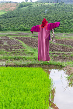 scarecrow lisu Jacket in rice field, Thailand