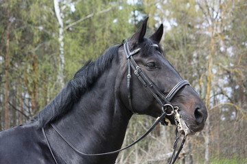Portrait of black sport horse with bridle