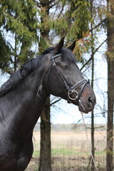 Naklejka premium Portrait of black sport horse with bridle