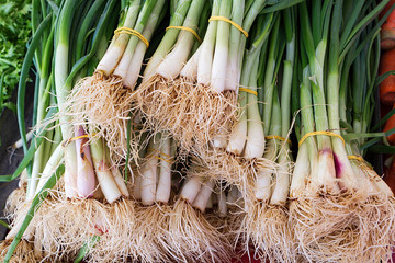 green onion with chives on display.Close up
