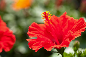 ハイビスカスの花