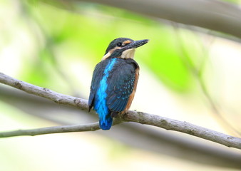 カワセミの幼鳥