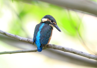 カワセミの幼鳥