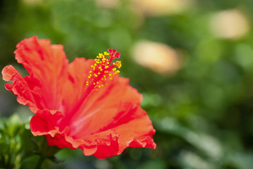 ハイビスカスの花