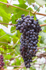 Grapes