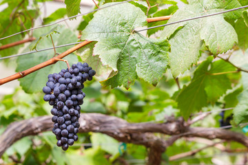 Grapes