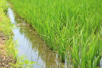 水田