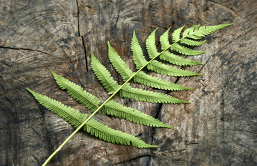 wooden background with green fern