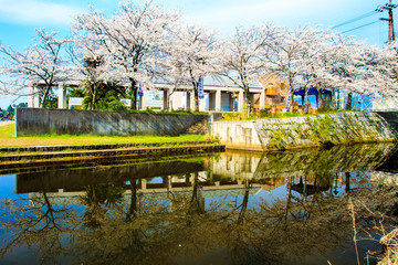 Fototapeta na wymiar Sakura season in Kaizu Osaki, Japan