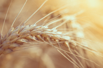 Campo di grano