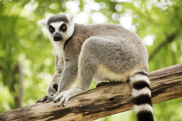 Ring-tailed lemur sitting © kungverylucky