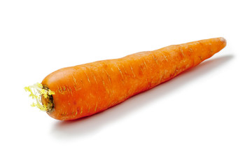 carrot