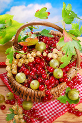 basket of fresh red,white currant and gooseberry