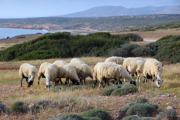Sheep in Cyprus