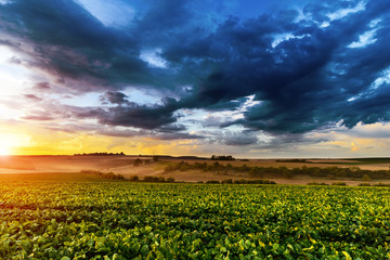 Sunset in fields in summer