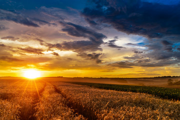 Sunset in fields in summer