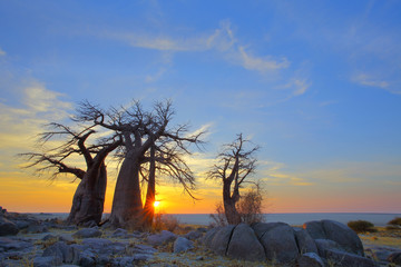 Baobab's at sunrise on Kubu Island