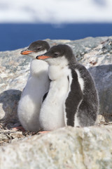 Fototapeta premium Gentoo penguin two chicks sitting in nest in anticipation of par
