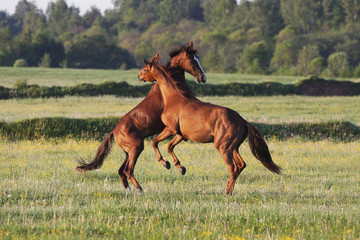 Horses frolic in a field