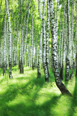 Fototapeta premium forest birch