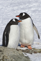 Obraz premium male and female Gentoo penguins which stand near the site where