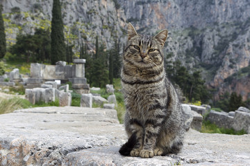 Obraz premium The Temple of Apollo in Delphi Greece