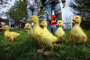 Little ducklings exploring the world