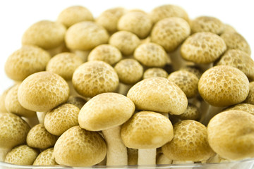 Mushrooms on a white background